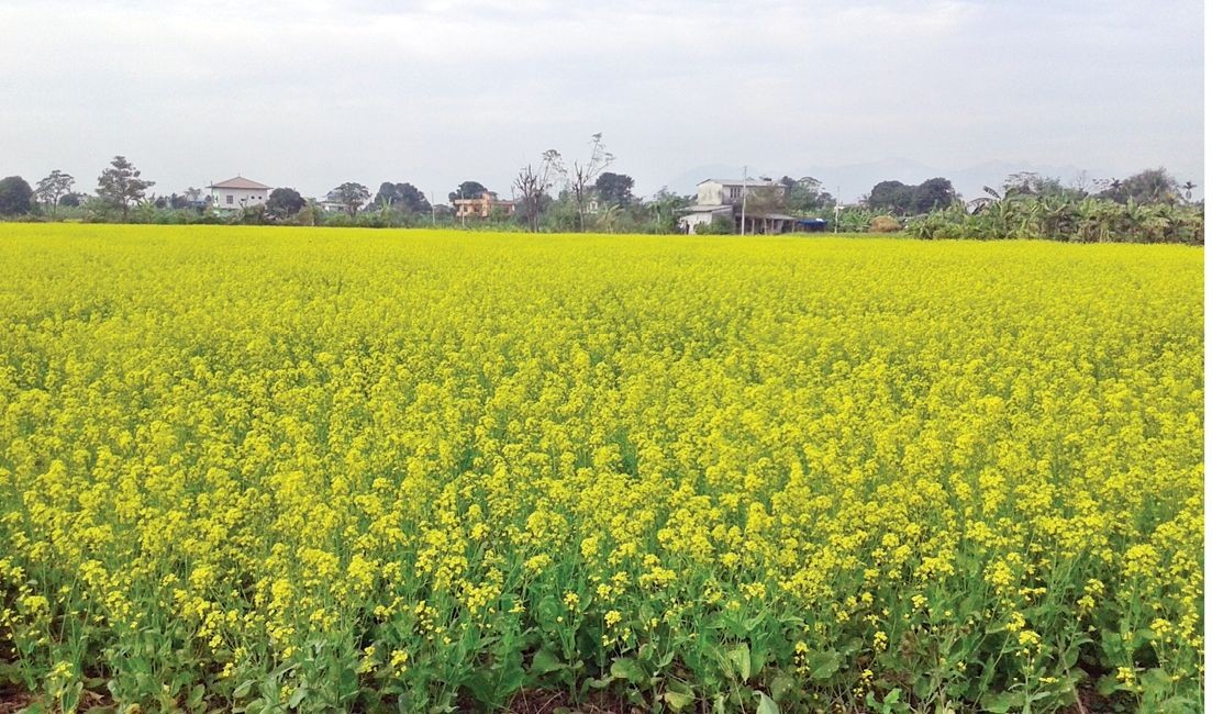 प्रभावकारी बन्दैं तेलहनबाली जोन कार्यक्रम