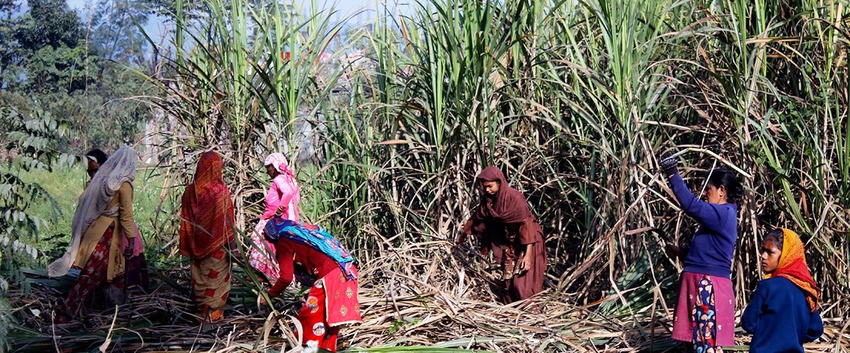 उखु किसानका लागि पठाइयो थप ४९ करोड अनुदान