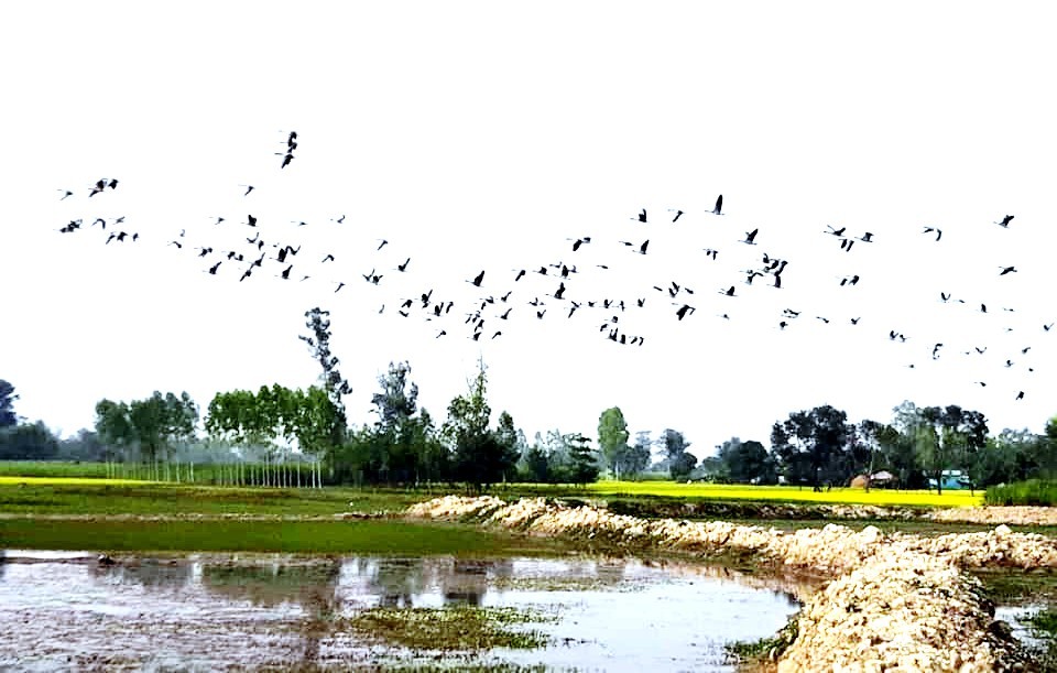 कञ्चनपुरको पुरैनी तालमा ३१ प्रजातिका जलपंक्षि, संरक्षण र प्रवर्धनमा बेलौरी नगरपालिका सकृय