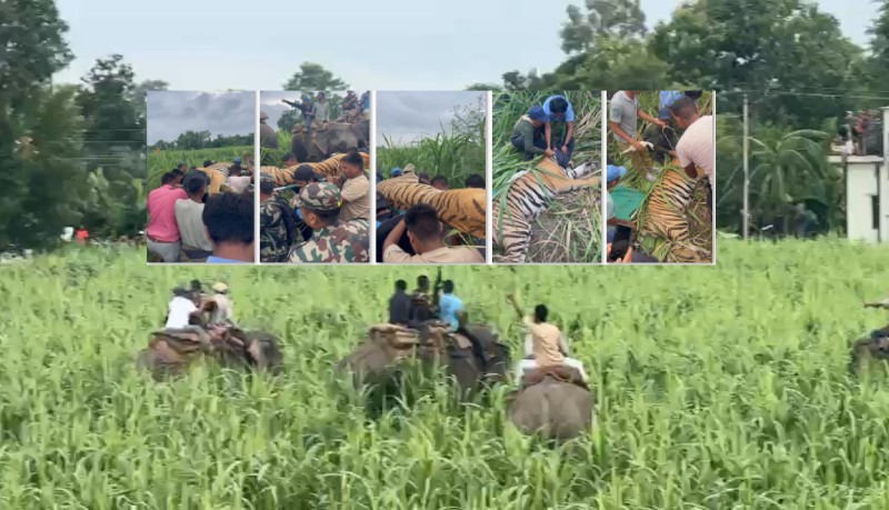 नरभक्षी बाघ नियन्त्रणमा (नालीबेली सहित)