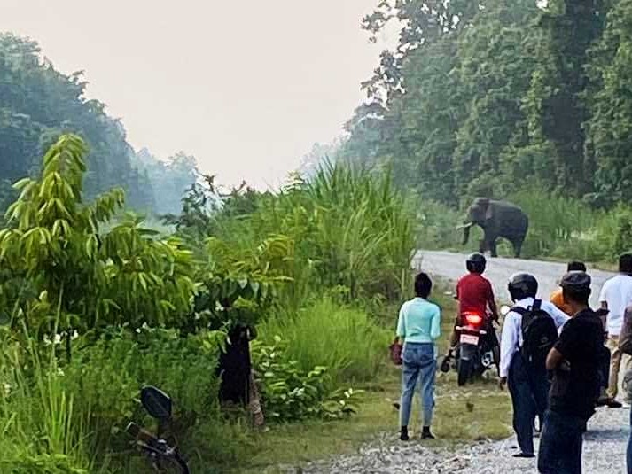 बेलडाँडी–दैजी सडकमा दिउँसै हात्तीको मुभमेन्ट