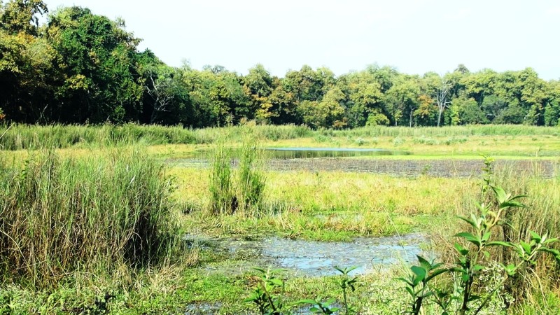 कञ्चनपुरको बेलडाँडीमा रहेको कालिकिच ताल